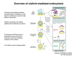 05 06 Endocytosis and Membrane Deformation
