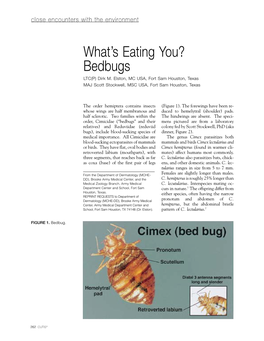 What's Eating You? Bedbugs