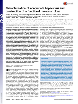 Characterization of Nonprimate Hepacivirus and Construction of a Functional Molecular Clone