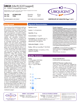 UBE2I (Ubc9) [GST-Tagged] E2 - SUMO Conjugating Enzyme