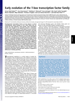 Early Evolution of the T-Box Transcription Factor Family