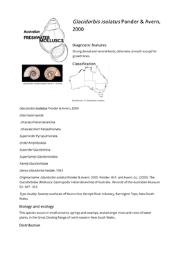 Glacidorbis Isolatus Ponder & Avern, 2000