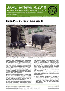 Italian Pigs: Stories of Gone Breeds