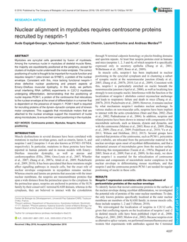 Nuclear Alignment in Myotubes Requires Centrosome Proteins Recruited by Nesprin-1