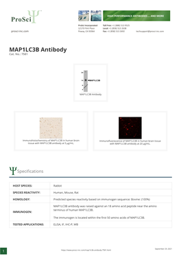 MAP1LC3B Antibody Cat