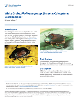 White Grubs, Phyllophaga Spp. (Insecta: Coleoptera: Scarabaeidae)1 H