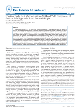 Effects of Garlic Rust (Puccinia Allii)