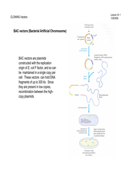 Bacterial Artificial Chromosome)