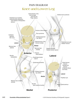 Essentials of Musculoskeletal Care 5 © 2016 American Academy of Orthopaedic Surgeons SECTION 6 Knee and Lower Leg