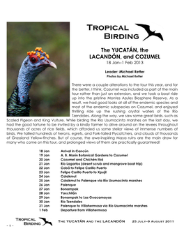 Tropical Birding 2013 Yucatán Report