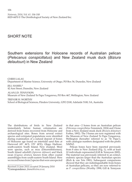 (Pelecanus Conspicillatus) and New Zealand Musk Duck (Biziura Delautouri) in New Zealand
