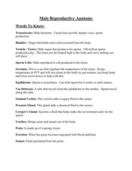 Male Reproductive Anatomy