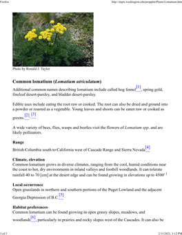 Common Lomatium (Lomatium Utriculatum)