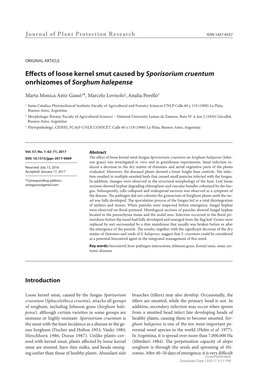 Effects of Loose Kernel Smut Caused by Sporisorium Cruentum Onrhizomes