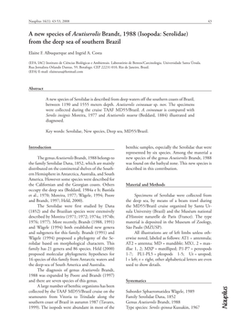 A New Species of Acutiserolis Brandt, 1988 (Isopoda: Serolidae) from the Deep Sea of Southern Brazil