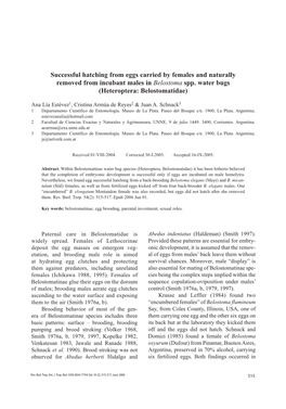 Successful Hatching from Eggs Carried by Females and Naturally Removed from Incubant Males in Belostoma Spp