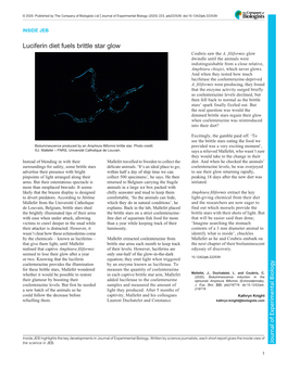 Luciferin Diet Fuels Brittle Star Glow Coubris Saw the A