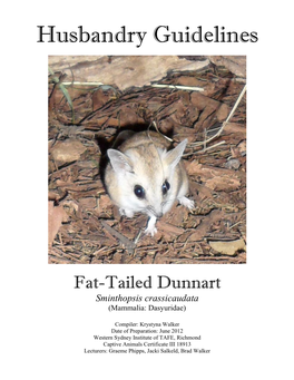 Fat-Tailed Dunnart Sminthopsis Crassicaudata (Mammalia: Dasyuridae)