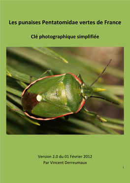 Les Punaises Pentatomidae Vertes De France