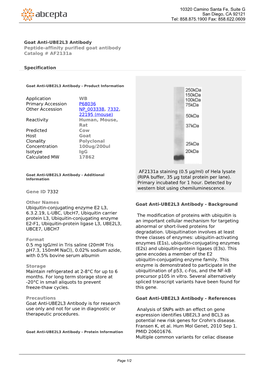 Goat Anti-UBE2L3 Antibody Peptide-Affinity Purified Goat Antibody Catalog # Af2131a