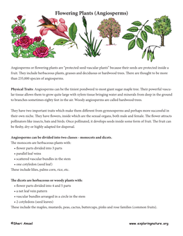 Flowering Plants (Angiosperms)