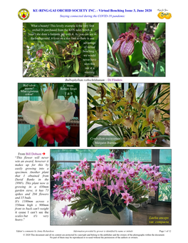 Virtual Benching Issue 3, June 2020 Laelia Anceps Var. Compacta