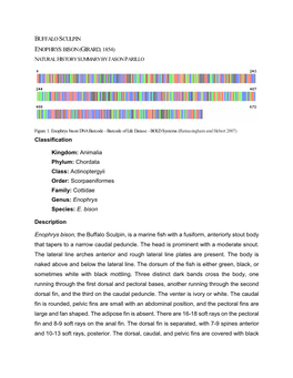 Buffalo Sculpin Enophrys Bison (Girard, 1854) Natural History Summary by Jason Parillo