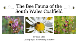 The Bee Fauna of the South Wales Coalfield