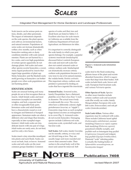 Scale Insects.Pdf