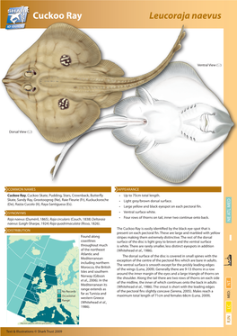 Cuckoo Ray Leucoraja Naevus