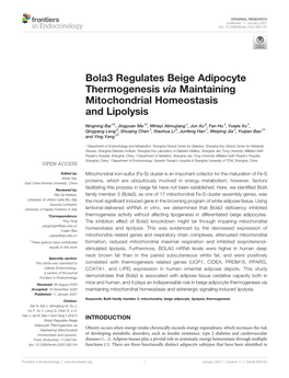 Bola3 Regulates Beige Adipocyte Thermogenesis Via Maintaining Mitochondrial Homeostasis and Lipolysis