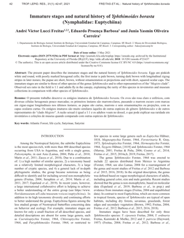 Immature Stages and Natural History of Yphthimoides Borasta (Nymphalidae: Euptychiina)