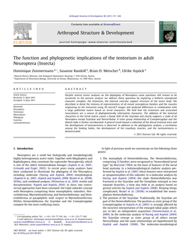 The Function and Phylogenetic Implications of the Tentorium in Adult Neuroptera (Insecta)