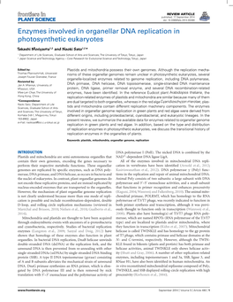 Enzymes Involved in Organellar DNA Replication in Photosynthetic Eukaryotes