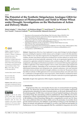 The Potential of the Synthetic Strigolactone Analogue GR24 For