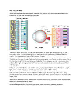 How Your Eyes Work When Light Rays Reflect Off an Object and Enter The