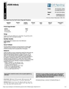 LIN28B Antibody A