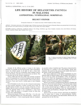 Life History of Melanocyma Faunula in Malaysia (Lepidoptera: Nymphalidae: Morphinae)