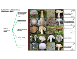 Subgroup 5 B, Rough Stalk: Identification Key