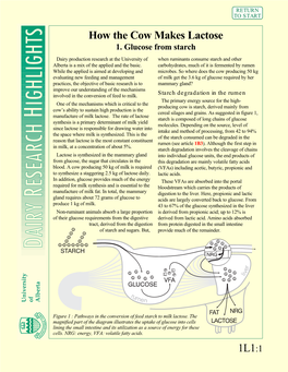 UA: How the Cow Makes Lactose 1. Glucose from Starch