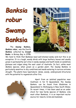The Swamp Banksia, Banksia Robur, Was the Fourth Banksia Collected by Joseph Banks in Botany Bay in 1770