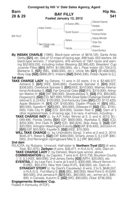 BAY FILLY Barn 28 & 29 Hip No