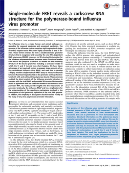 Single-Molecule FRET Reveals a Corkscrew RNA Structure for the Polymerase-Bound Influenza Virus Promoter