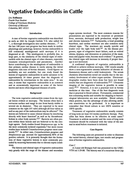 Vegetative Endocarditis in Cattle