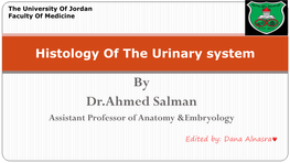 Urinary System