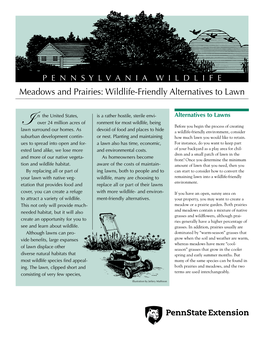 Meadows and Prairies: Wildlife-Friendly Alternatives to Lawn