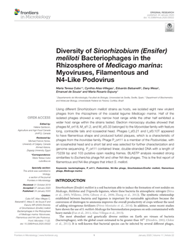 Diversity of Sinorhizobium (Ensifer) Meliloti Bacteriophages in the Rhizosphere of Medicago Marina: Myoviruses, Filamentous and N4-Like Podovirus