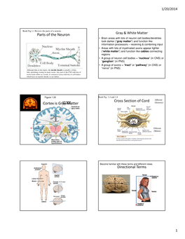 Parts of the Neuron Cortex Is Gray Matter Cross Section of Cord