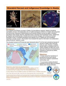 Shorebird Harvest and Indigenous Knowledge in Alaska