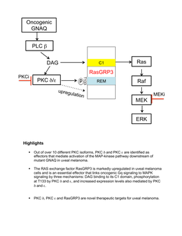 Oncogenic GNAQ DAG PLC Β PKC Δ/Ε Rasgrp3 Ras Raf MEK